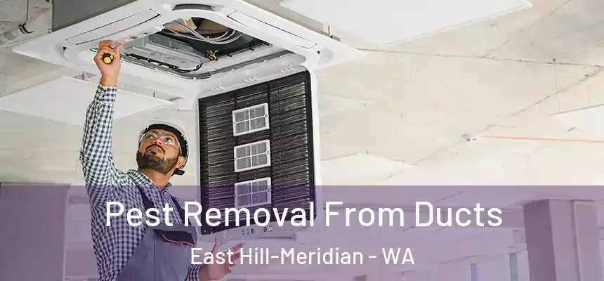 Pest Removal From Ducts East Hill-Meridian - WA